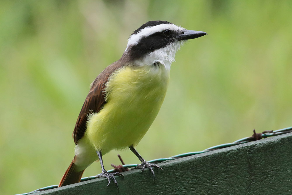 Great Kiskadee